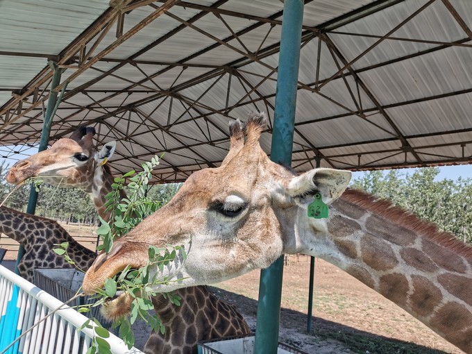 野生動物園1.jpg