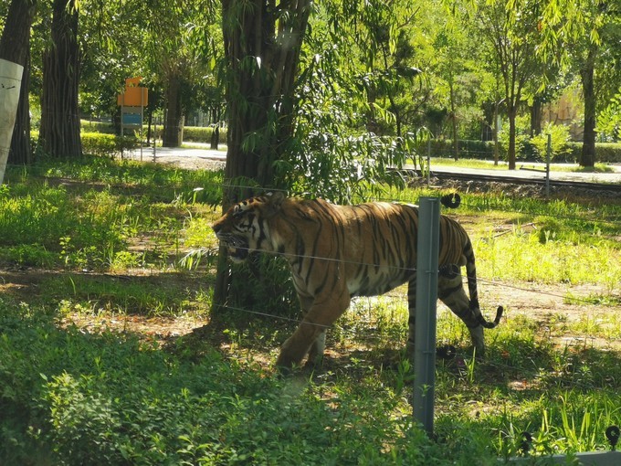 野生動物園.jpg